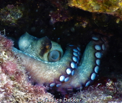 Octopus displaying its beauty in his den by Jessica Dekker 